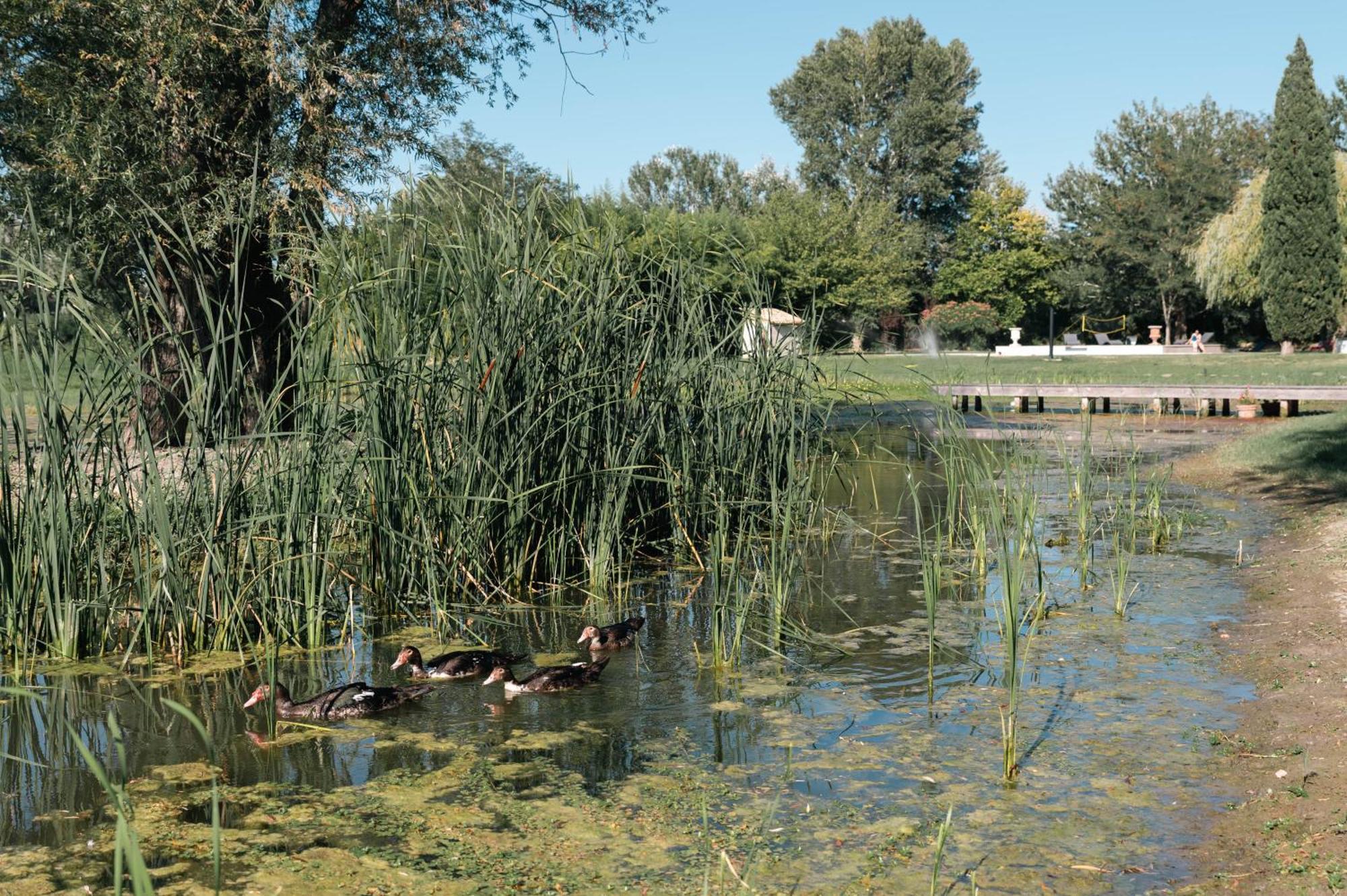 Mas Du Versadou, Dans Un Espace Naturel Protege, Piscine Couverte Chauffee Toute L'Annee, Spa Et Salle De Jeux Saint-Gilles  Exteriér fotografie